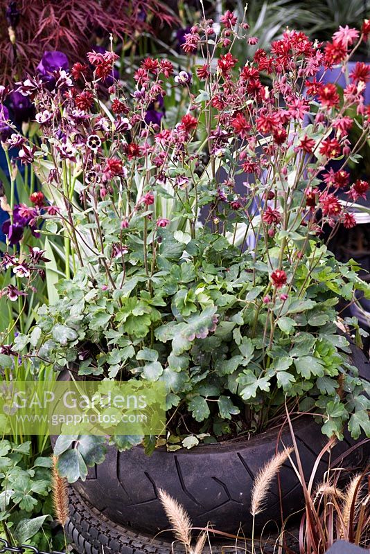 Red flowering Aquilegia planted in old recycled motorbike tyres. The Ace of Spades Garden, sponsored by Domoney Ltd - Silver-Gilt Flora medal winner for Urban Garden at RHS Chelsea Flower Show 2009