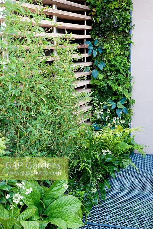 Vertical planting in The Eco Chic Garden, sponsored by Helios - Gold medal winner for Best Urban Garden at RHS Chelsea Flower Show 2009. Plants include bamboo Phyllostachys cultivar, Rodgersia, sweet woodruff, ferns and hostas