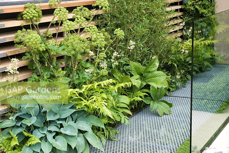 Green planting of Angelica archangelica, Rodgersia, Phyllostachys aurea, Luzula nivea, Hosta and Dryopteris in front of vertical wall of scaffold boards and metal mesh walkway with glass screen. Eco Chic Garden, sponsored by Helios - Gold medal winner for Best Urban Garden at RHS Chelsea Flower Show 2009