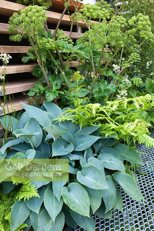 Hosta, Angelica archangelica, Luzula nivea and Dryopteris with industrial scaffold boards and metal mesh walkway in The Eco Chic Garden, sponsored by Helios - Gold medal winner for Best Urban Garden at RHS Chelsea Flower Show 2009