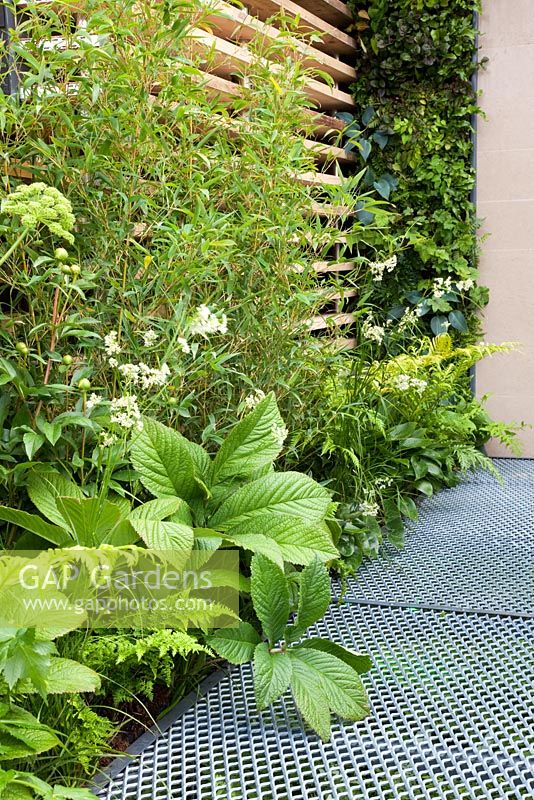 Rodgersia, Phyllostachys aurea, Angelica archangelica, Luzula nivea and Dryopteris with industrial scaffold boards and metal mesh walkway in The Eco Chic Garden, sponsored by Helios - Gold medal winner for Best Urban Garden at RHS Chelsea Flower Show 2009