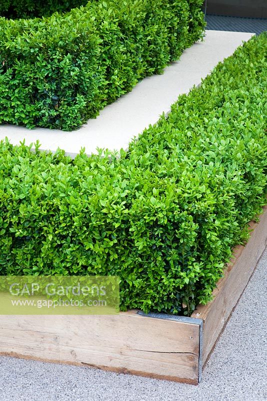 Hedges of clipped Buxus bounded by industrial scaffold boards and permeable paving surfaces in The Eco Chic Garden, sponsored by Helios - Gold medal winner for Best Urban Garden at RHS Chelsea Flower Show 2009