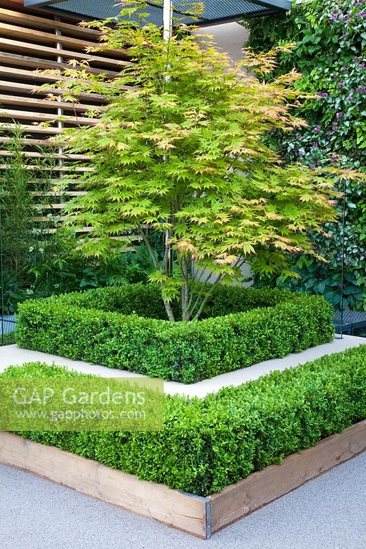 Acer palmatum 'Kogane-nishiki' surrounded by hedges of clipped Buxus bounded by industrial scaffold boards and permeable paving surfaces in The Eco Chic Garden, sponsored by Helios - Gold medal winner for Best Urban Garden at RHS Chelsea Flower Show 2009