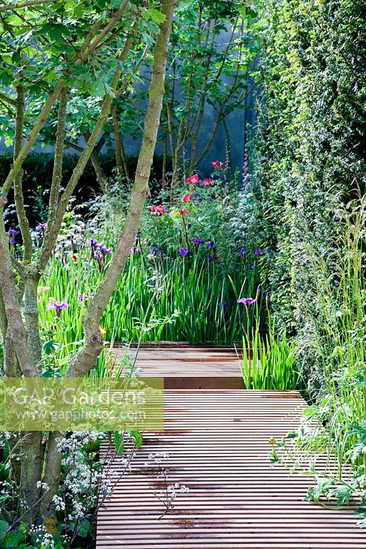 Acer campestre - Field maple above wooden boardwalk, underplanted with Anthriscus sylvestris 'Ravenswing', Rodgersia sambucifolia and Iris 'Fort Apache'.Nature Ascending Garden - Gold medal winner for Urban Garden at RHS Chelsea Flower Show 2009
