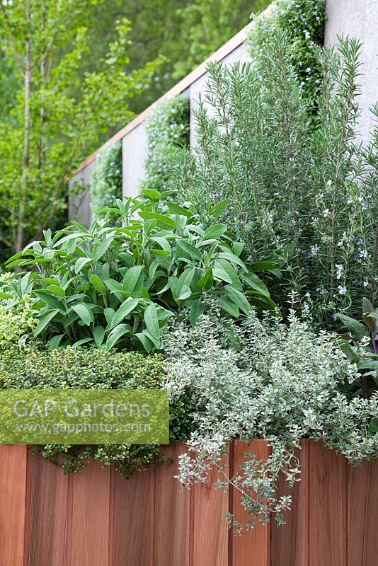 Herbs including Thymus, Salvia officinalis and Rosmarinus growing in a wooden container in The Children's Society Garden - Gold medal winner for Urban Garden at RHS Chelsea Flower Show 2009