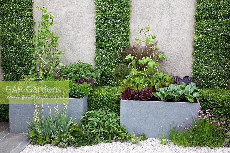 Salad leaves, herbs and vegetables including green and purple Pak Choi, Climbing beans, Tomato and Foeniculum vulgare 'Purpureum' growing in a container with surrounding planting of Allium schoenoprasum, Salvia officinalis, Buxus, Sisyrinchium and Fragaria. Vertical planting on the wall of Pratia pedunculata. The Children's Society Garden - Gold medal winner for Urban Garden at RHS Chelsea Flower Show 2009