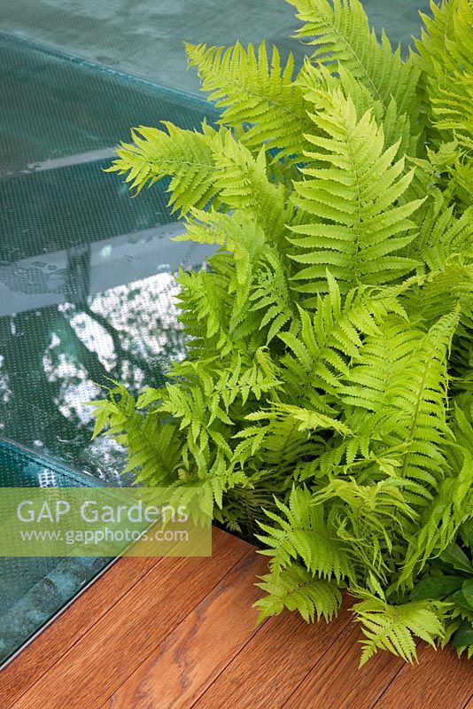A glass platform with a timber path edged with ferns in The Witan Wisdom Garden, sponsored by Witan Investment Trust - Silver Flora medal winner for Urban Garden at RHS Chelsea Flower Show 2009