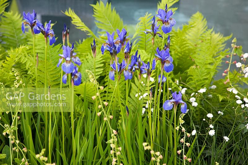 Iris sibirica planted with ferns and Heuchera in The Witan Wisdom Garden, sponsored by Witan Investment Trust - Silver Flora medal winner for Urban Garden at RHS Chelsea Flower Show 2009