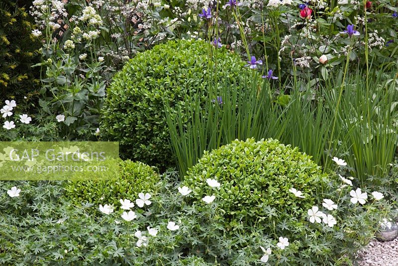Topiary Buxus, box mounds in border with white Geraniums - Entente Cordiale, A Touch of France Garden, sponsored by Bonne Maman, Clarke and Spears Clarke and Spears International Ltd, The English Garden Magazine - Silver-Gilt Flora medal winner for Courtyard Garden at RHS Chelsea Flower Show 2009