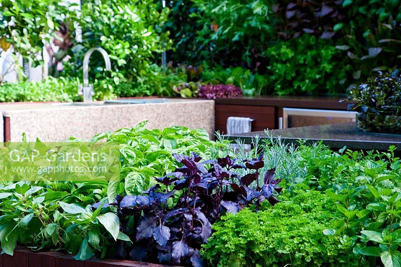 Outdoor kitchen with raised containers of herbs in foreground, vertical wall of salad leaves at back. Including basil -Ocimum basilicum 'Thai' syn. O. basilicum 'Horapha', Ocimum basilicum var. purpurascens 'Dark Opal' and curry plant -Helichrysum italicum, curled-leaf parsley (Petroselinum crispum 'Afro'. Freshly Prepped by Aralia, sponsored by Pawley and Malyon, Heather Barnes, Attwater and Liell - Silver Flora medal winner for Courtyard Garden at RHS Chelsea Flower Show 2009