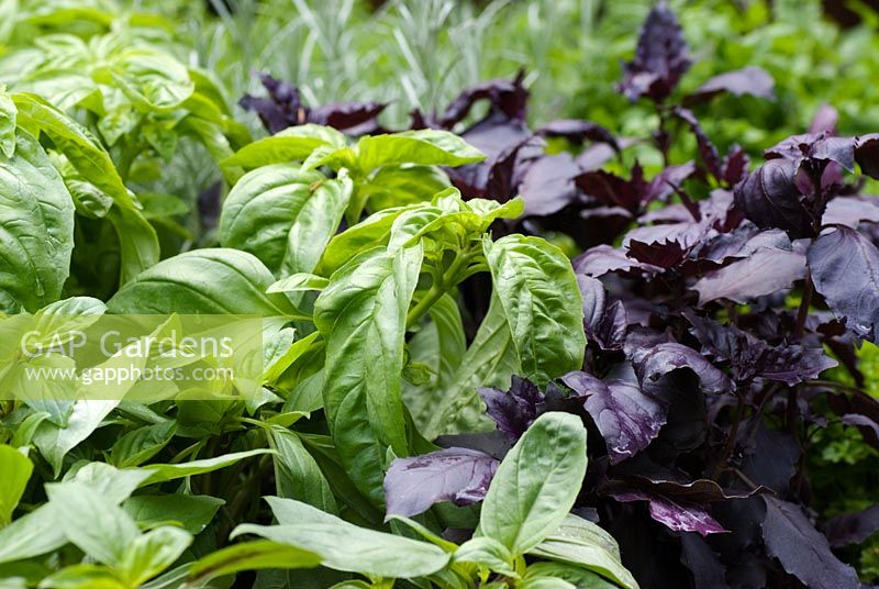 Basil 'Genovese' and Basil 'Dark Opal' -Freshly Prepped by Aralia, sponsored by Pawley and Malyon, Heather Barnes, Attwater and Liell - Silver Flora medal winner for Courtyard Garden at RHS Chelsea Flower Show 2009