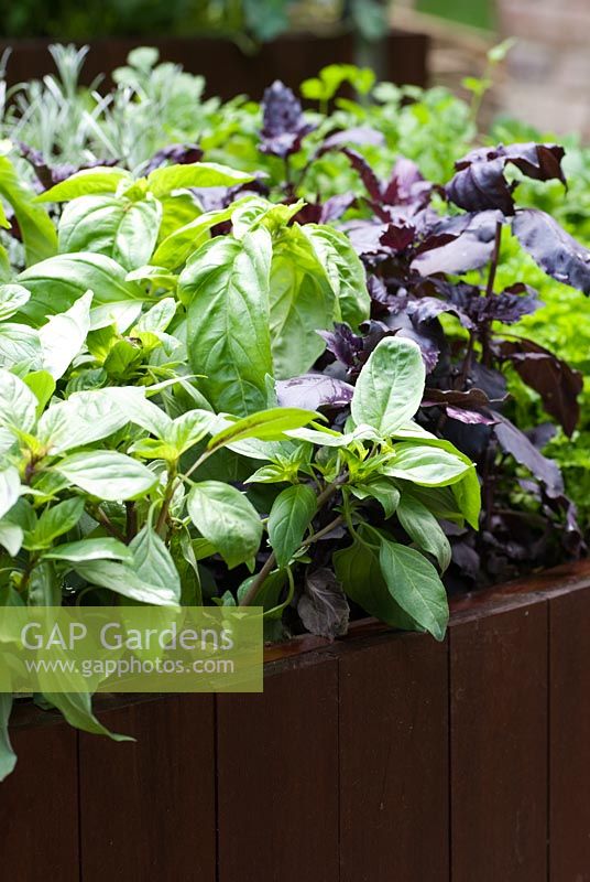Selection of Basil in a raised planter, including 'Dark Opal', 'Genovese' and 'Thai' -Freshly Prepped by Aralia, sponsored by Pawley and Malyon, Heather Barnes, Attwater and Liell - Silver Flora medal winner for Courtyard Garden at RHS Chelsea Flower Show 2009
