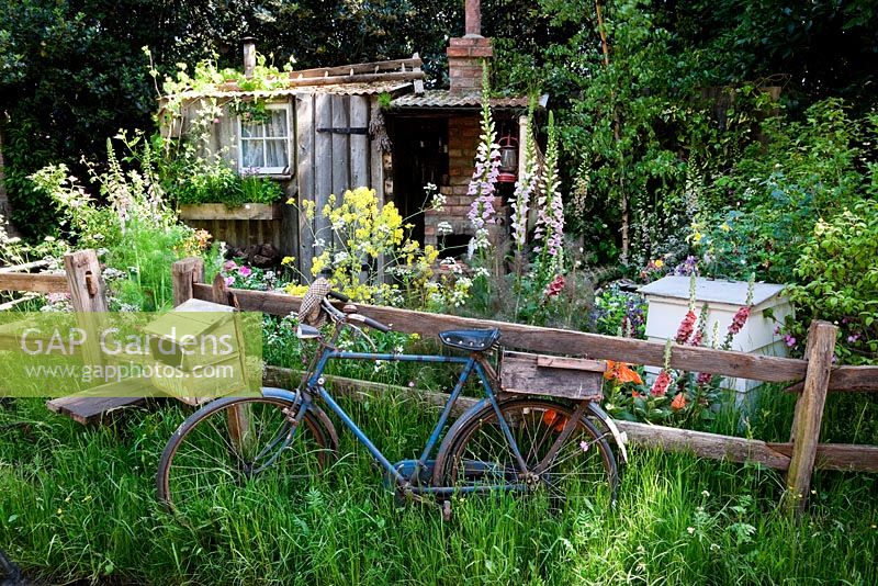 The Fenland Alchemist Garden - Gold medal winner for Courtyard Garden at RHS Chelsea Flower Show 2009.  Old bike leaning against old picket fence, tumbledown shack behind, with vine and rose clambering onto corrugated iron roof. In foreground plants include - Isatis tinctoria - woad, Foeniculum vulgare and F. vulgare 'Purpureum', foxgloves, verbascums and cow parsley 