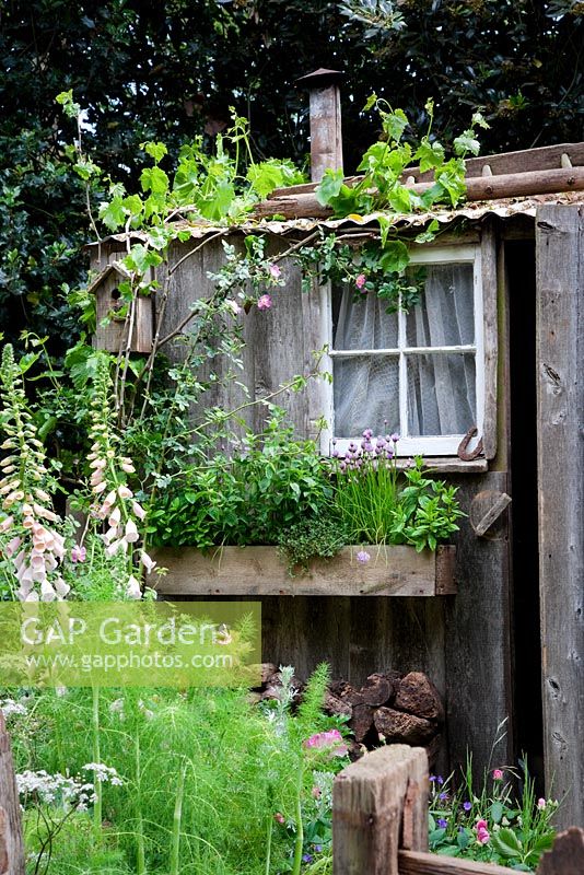 The Fenland Alchemist Garden, sponsored by Giles Landscapes - Gold medal winner for Best Courtyard Garden at RHS Chelsea Flower Show 2009.  Vitis sp - Vine and Rosa rubiginosa clambering onto corrugated iron roof. In foreground plants include - Isatis tinctoria, Foeniculum vulgare, foxgloves, and cow parsley. Wooden window box contains herbs including mint, thyme and chives 