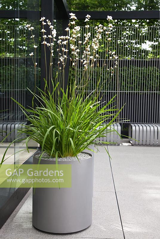 Contemporary Swedish style garden with Libertia grandiflora in contemporary steel container - The Daily Telegraph Garden, sponsored by The Daily Telegraph - Gold medal winner at RHS Chelsea Flower Show 2009