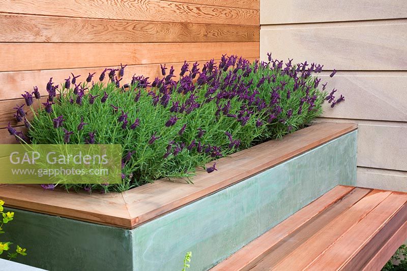 A raised bed planted with Lavandula stoechas behind a seat in The Marshalls Living Street Garden, sponsored by Marshalls plc - Silver-Gilt Flora medal winner at RHS Chelsea Flower Show 2009