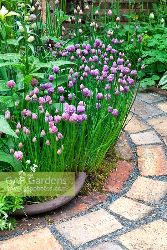 Allium schoenoprasum - Chives edge the brick path in Pottering in North Cumbria, sponsored by University of Cumbria, Cumbrian Homes Ltd, Copeland Borough Council - Silver Flora medal winner for Courtyard Garden at RHS Chelsea Flower Show 2009