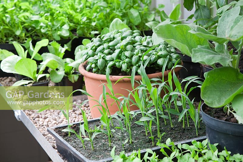 Basil, sweetcorn and lettuce seedlings on greenhouse staging in The Marston and Langinger 30th Anniversary Garden - RHS Chelsea Flower Show 2009
