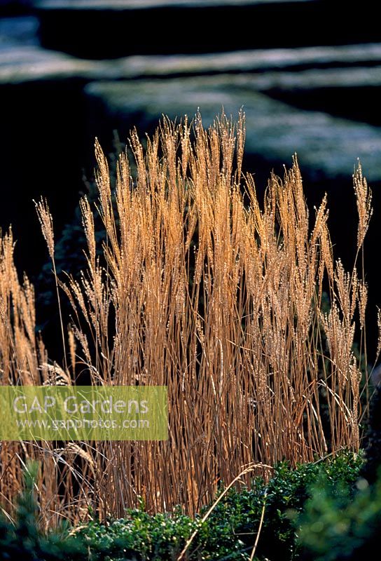 Part of the Grasses Parterre with Miscanthus sinensis 'Kleine Silberspinne' - Veddw House Garden, February