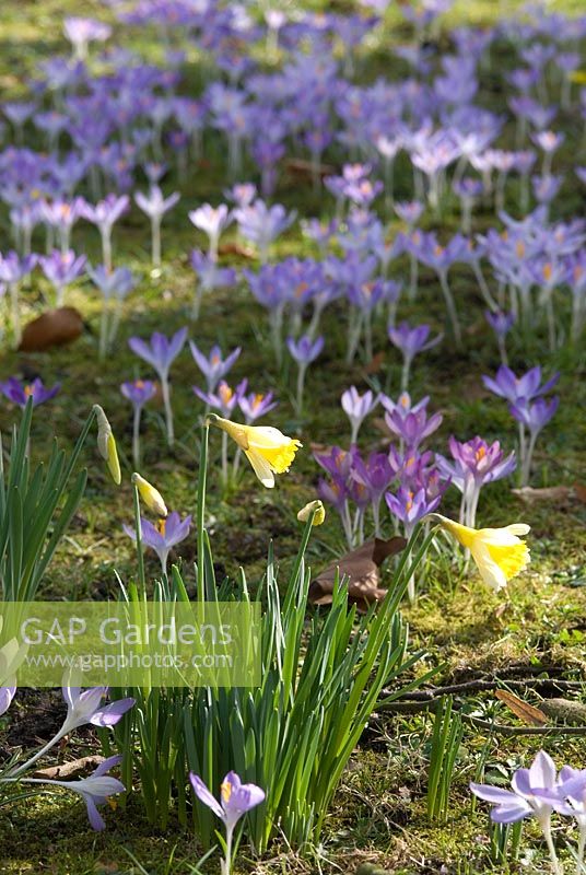 Crocus tomasinianus and Narcissus in early March