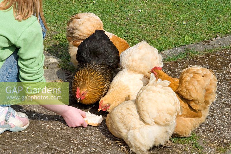 Collection of Pekin bantam hens being fed bread by a child.