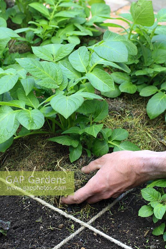 Adding grass clippings as mulch to potatoes 'Duke of York', beds designed for square foot gardening.