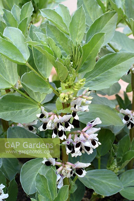 Vicia faba 'The Sutton' - Dwarf broad beans in flower, May