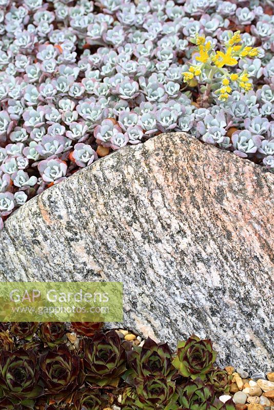 Sedum spathulifolium ssp. pruinosum 'Cape Blanco' and Sempervivum 'Mahogany' - Stonecrop and Houseleek
