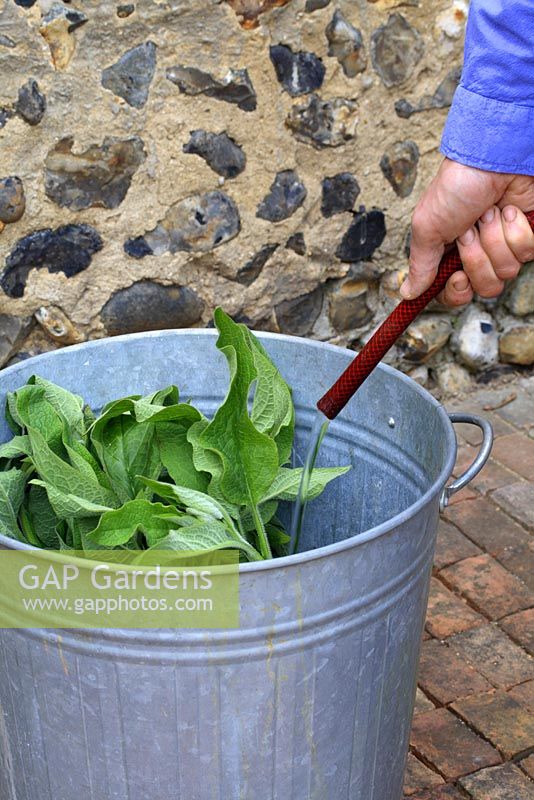 Step by step 2 of making comfrey liquid fertiliser - Add water, fill container to top