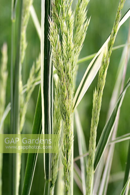 Calamagrostis 'Overdam' - Variegated feather reed grass