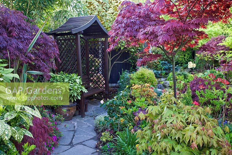 Wooden arbour on crazy paving pathway with many Acers and shrubs at Four Seasons NGS, Staffordshire
