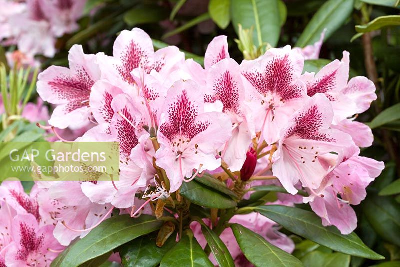 Rhododendron 'Mrs Furnival' at Four Seasons, NGS garden, Staffordshire 