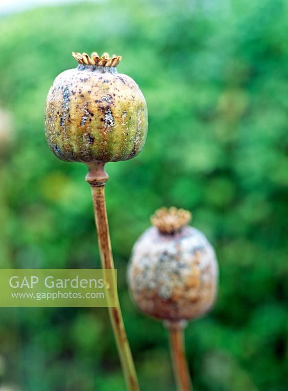 Papaver - Poppy seed heads in the Alnwick Poison Garden