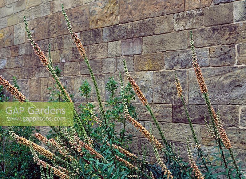 Digitalis ferruginea - Alnwick Poison Garden
