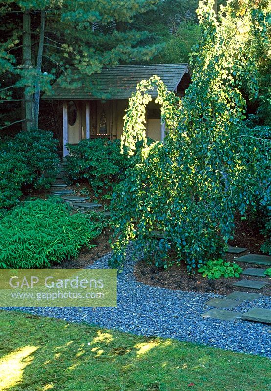 Japanese influenced design of this shady Boston suburban garden. A view to the small Pagoda, weeping beech tree and woodland with Pines, stepping stones and gravel