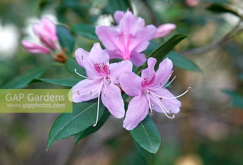 Rhododendron davidsonianum 