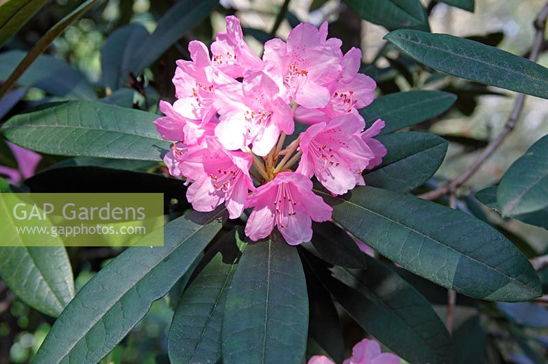 Rhododendron 'Endsleigh'