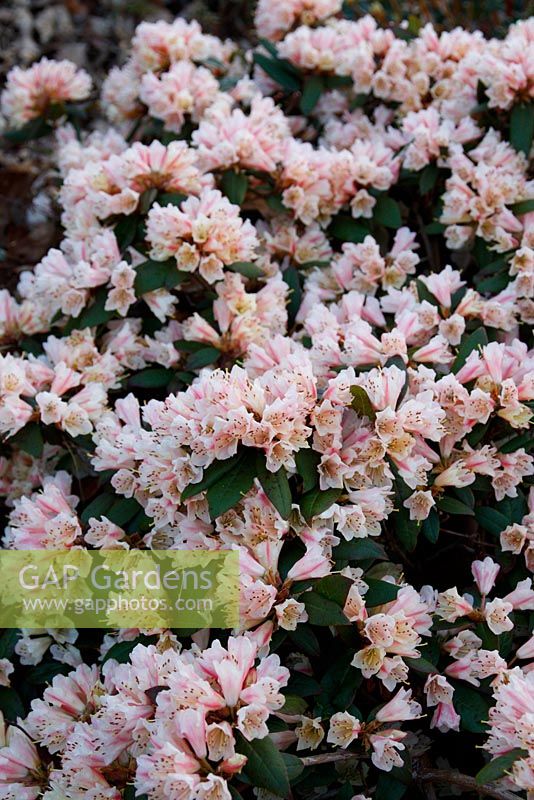 Rhododendron 'Wheatear'