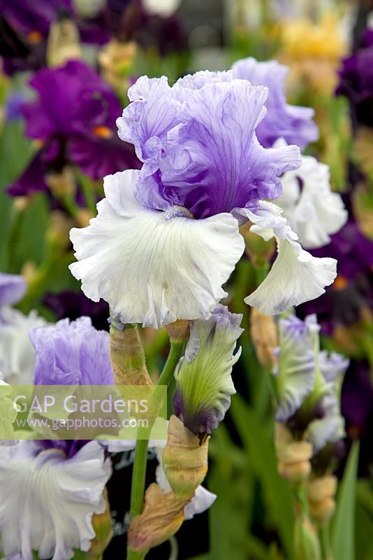 Iris 'Wintry Sky' - Cayeaux Iris, RHS Chelsea Flower Show 2009
