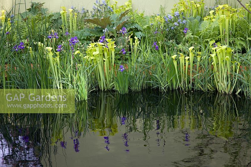 Sarracenia flava and blue Irises reflected in water - The Foreign and Colonial Investments Garden, Sponsored by Foreign and Colonial Investment Trust, Contractor The Outdoor Room - Silver Flora medal winner at RHS Chelsea Flower Show 2009 
