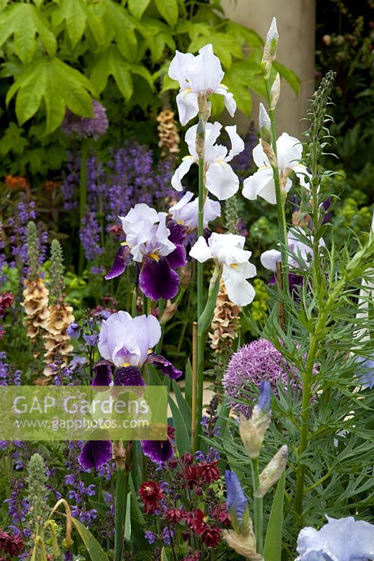 Irises 'White City' and 'Braithwaite' - Dawn Chorus Garden, sponsored by Bradstone - Silver-Gilt Flora medal winner for Urban Garden at RHS Chelsea Flower Show 2009 