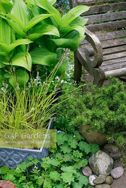 Contrasting foliage plants in containers grouped around a weathered chair - Carex elata 'Aurea' in front of Veratrum viride underplanted with woodruff, Galium odoratum and dwarf pine, Pinus mugo Pumilio Group