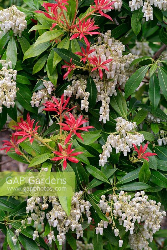 Pieris 'Forest Flame' showing flowers and fiery new shoots