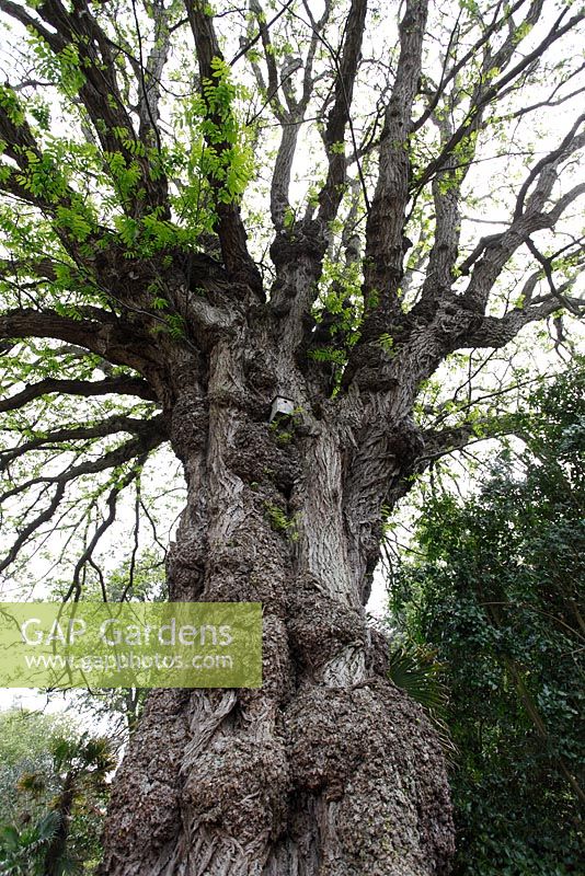 pterocarya fraxinifolia - Wingnut tree