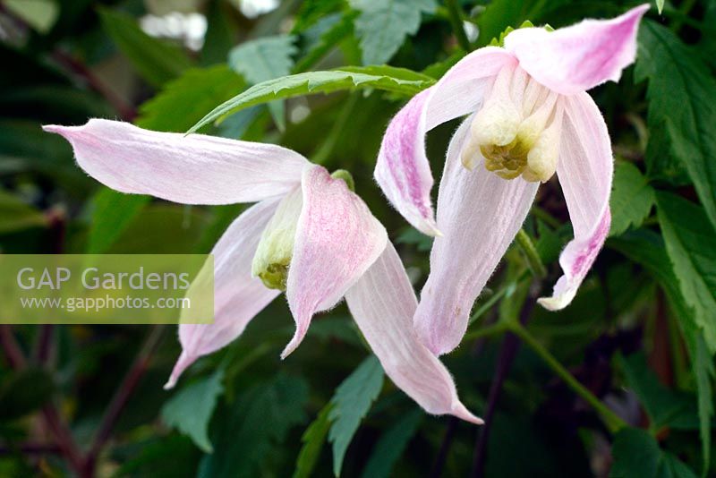 Clematis 'Foxy' AGM