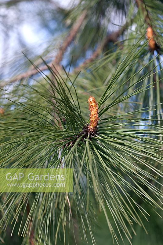 Pinus ponderosa - Western Yellow Pine