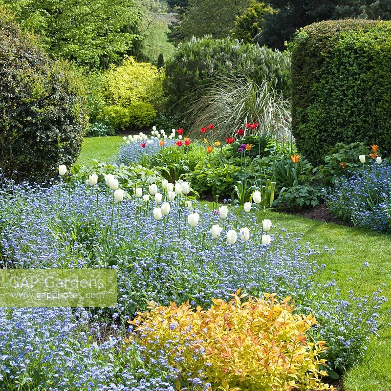 Border of white tulips and forget-me-nots with mature trees and shrubs in Spring at the Dorothy Clive Garden NGS, Willoughbridge Garden Trust, Willoughbridge, Staffordshire 