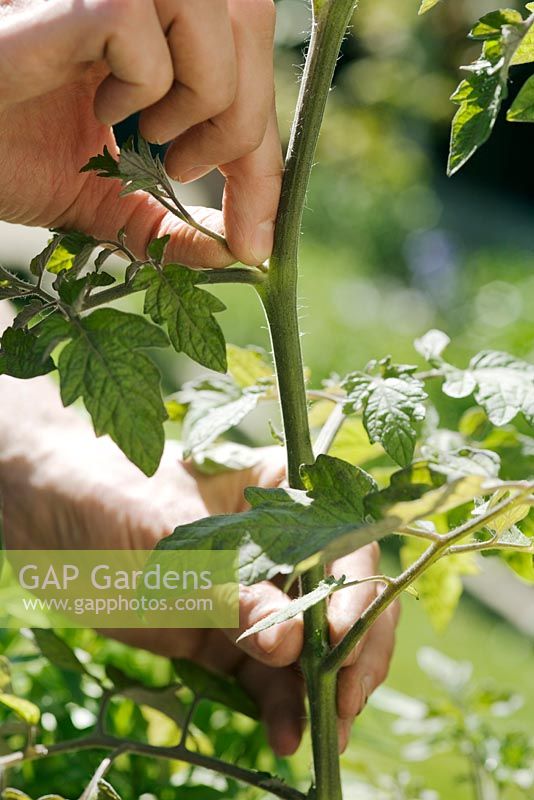 Man removing side shoots of tomato plant
