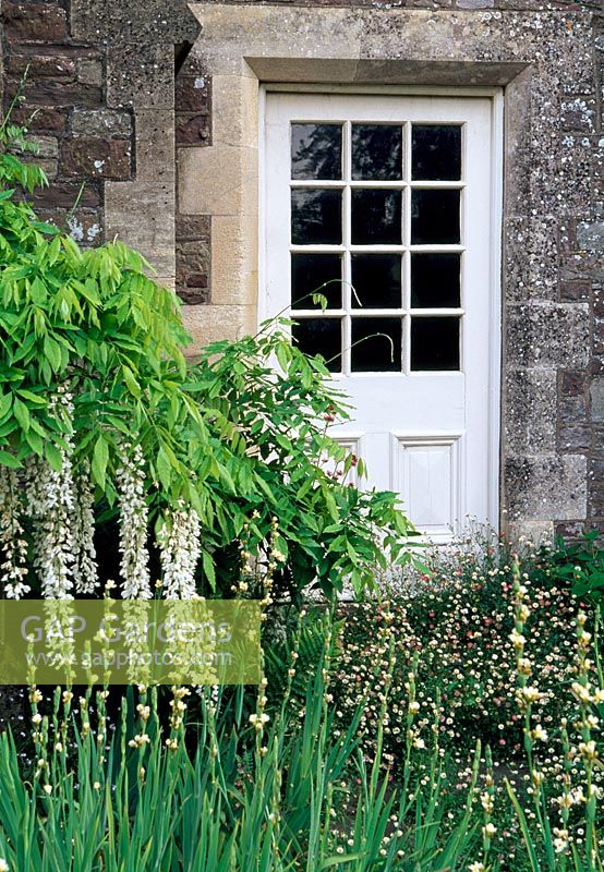 The Old Garden Room Door with white Wisteria and flag Iris - Cefntilla