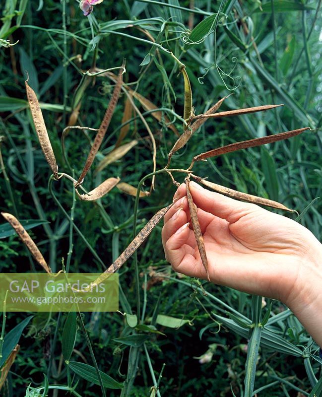 Lathyrus latifolius - Collecting sweet pea seed pods 